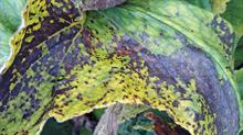Nematode damage can be confused with downy mildew - credit: Dove Associates